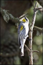 img_1250a
