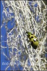 img_1063a.jpg