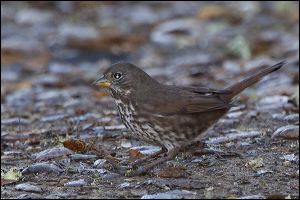 img_0437a