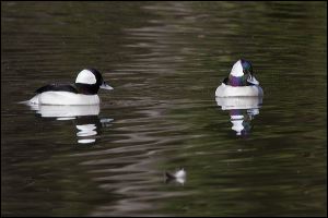 img_0469a