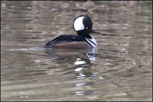 img_0532a