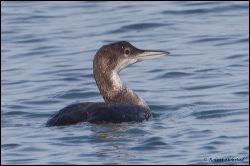 01_20120212_rgs_9083