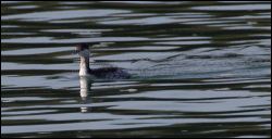 10_20120212_rgs_9192