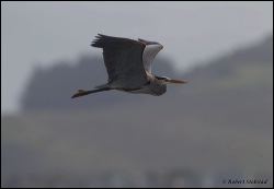 25_20120212_rgs_9276