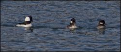 28_20120212_rgs_9140