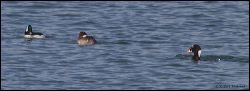29_20120212_rgs_9129