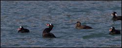 32_20120212_rgs_9135
