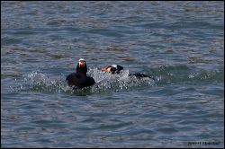 33_20120212_rgs_9134