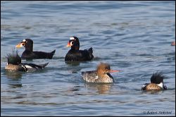 35_20120212_rgs_9195