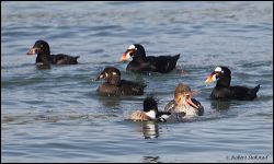 36_20120212_rgs_9196