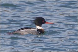 38_20120212_rgs_9154