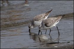 48_20120212_rgs_9325
