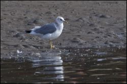 51_20120212_rgs_9232
