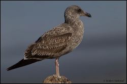 53_20120212_rgs_9174