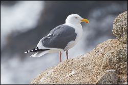 54_20120212_rgs_9289
