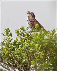 050-20120424_rgs_2755