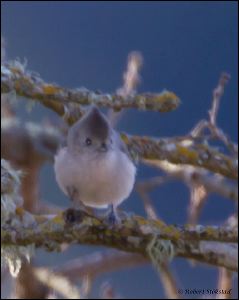 03_20120205_rgs_8937