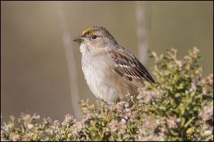 10_20120205_rgs_8966