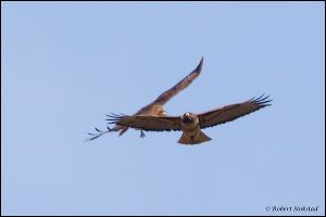 12_20120205_rgs_8968