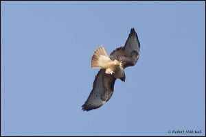 13_20120205_rgs_8974