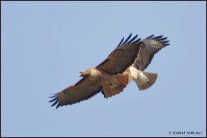 14_20120205_rgs_8975