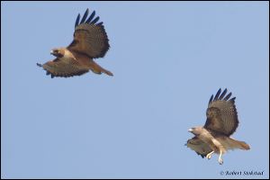 16_20120205_rgs_8977