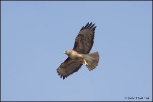 17_20120205_rgs_8978