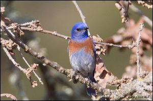 19_20120205_rgs_8992