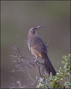 007-20121216_rgs_9654