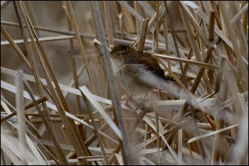 003-20170204_rgs_3621