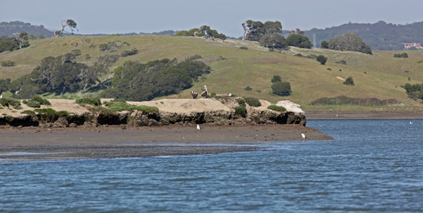 Elkhorn slough
