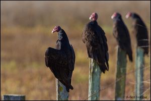 01_20111022_rgs_4734