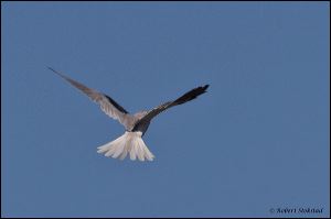 09_20111022_rgs_4771