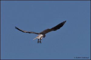 10_20111022_rgs_4772