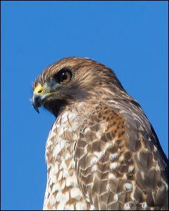 33_20111022_rgs_4939