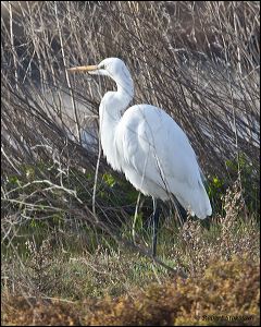 05_20120129_rgs_8634