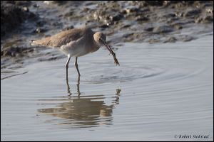 16_20120129_rgs_8686