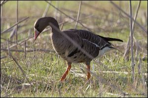 03_20111015_rgs_4401
