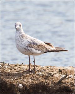 14_20111015_rgs_4460