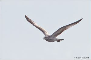 15_20111015_rgs_4462