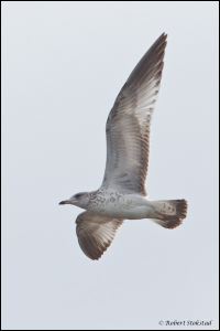 16_20111015_rgs_4464