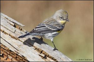 19_20111015_rgs_4484