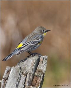 20_20111015_rgs_4486