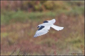 26_20111015_rgs_4515