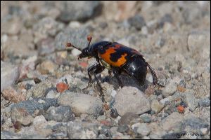 35_20111015_rgs_4548