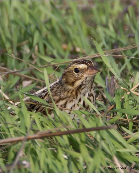 Lapland Longspur