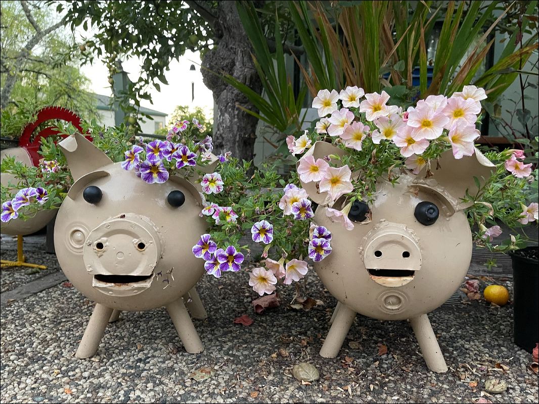 Pig Planters