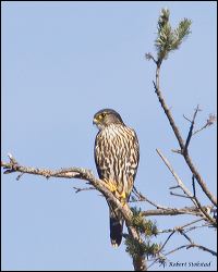 47_20120107_rgs_7190
