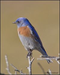 51_20120107_rgs_7257