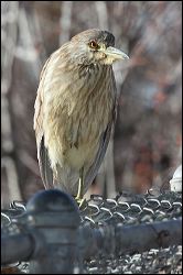 img_0288a